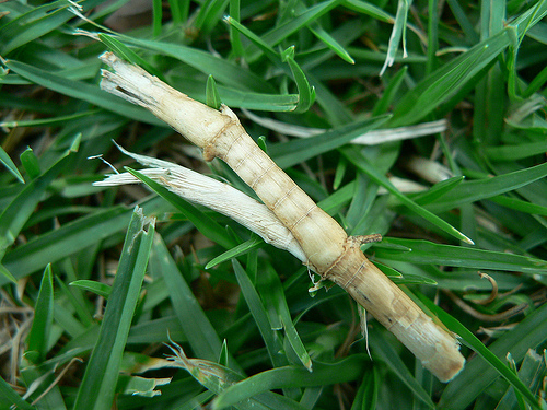 buffalo grass