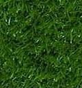 zoysia